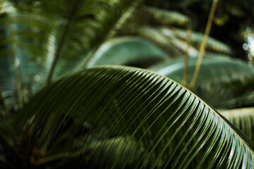 palm tree leaves