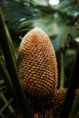 palm tree in the garden