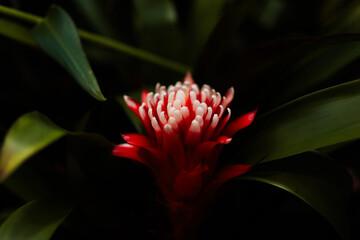 red and yellow flower