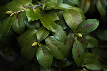 close up of a lotus flower
