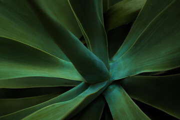 close up of green leaves