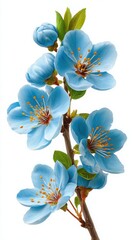 Vibrant blue cherry blossoms on a branch