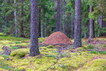 Big anthill in a coniferous forest