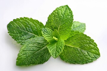 Fresh Green Mint Leaves Isolated on White Background Perfect for Culinary or Herbal Uses