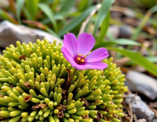 Vibrant Pink Wildflower Among Lush Green