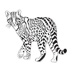 Contemporary Margay Line Art – Margay Vector Illustration Artistic Drawing with Streamlined Cat Shape – Margay Drawing – Line Art Drawing of Margay – Margay Icon

