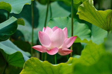 blossoming lotus flowers