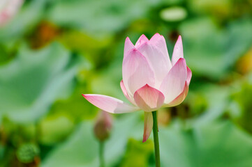 blossoming lotus flowers