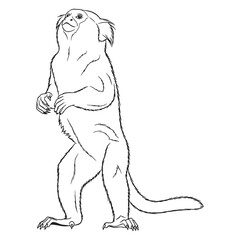 Contemporary Marmoset Line Art – Marmoset Vector Illustration Clean Drawing with Smooth Outline – Marmoset Drawing – Line Art Drawing of Marmoset – Marmoset Icon

