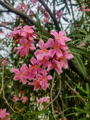 pink flowers in the garden