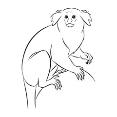 Detailed Marmoset Line Art – Marmoset Vector Illustration Artistic Drawing with Unique Primate Features – Marmoset Drawing – Line Art Drawing of Marmoset – Marmoset Icon

