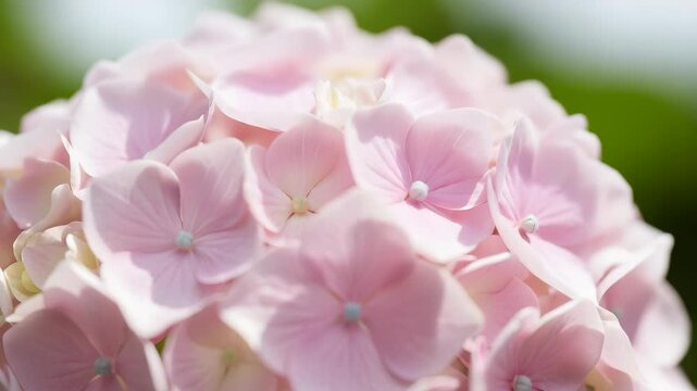 Detailed Pink Hydrangea Blossom with Soft Petals in a Close Up View and a Softly Blurred Green Background