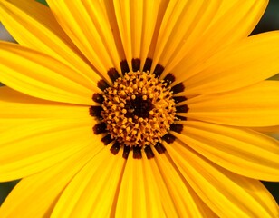Golden Sunflower Radiance Close-Up: Capturing the Warmth of Summer Day Nature Beauty
