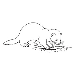 Graceful Mink Line Art – Mink Vector Fine Outline Drawing with Distinct Long Tail – Mink Drawing – Vector of Mink – Mink Outline

