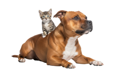 Isolated Kitten Sitting on Dog