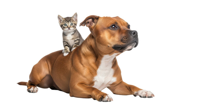 Isolated Kitten Sitting on Dog