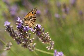 Papillon sur Lavande