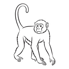 Minimal Monkey Line Art – Monkey Vector Illustration Fine Drawing with Simplified Form – Monkey Drawing – Line Art Drawing of Monkey – Monkey Icon

