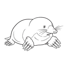 Artistic Mole Line Art – Mole Vector Illustration Sleek Drawing with Curved Body – Mole Drawing – Line Art Drawing of Mole – Mole Icon

