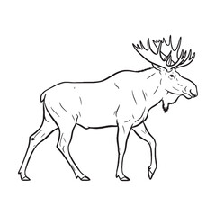 Bold Moose Line Art – Moose Vector Outline Drawing with Northern Stance – Moose Drawing – Vector of Moose – Moose Outline

