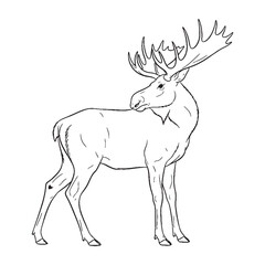 Dominant Moose Line Art – Moose Vector Outline Drawing with Majestic Antler Spread – Moose Drawing – Vector of Moose – Moose Outline

