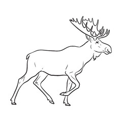 Large-Antler Moose Line Art – Moose Vector Outline Drawing with Powerful Wildlife Frame – Moose Drawing – Vector of Moose – Moose Outline

