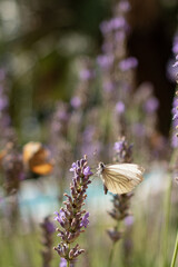 Papillon sur Lavande 3