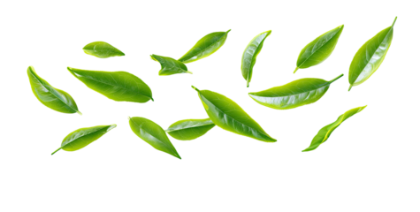 Fresh green leaves scattered in a loose, flowing arrangement against a black background.  Each leaf is defined by a slight yellow/lime outline