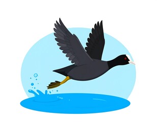 Illustrated eurasian coot in flight over water with splashing droplets background circle
