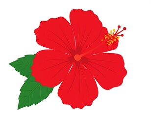Illustration of a Vibrant Red Hibiscus Flower with Lush Green Leaves on White
