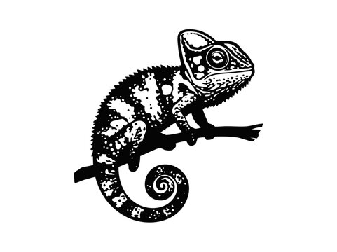 Vector isolated one single chameleon on a branch side view colorless black and white contour line easy drawing