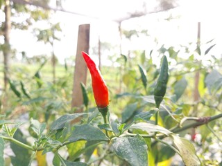 Fading Leaves, Spicy Fruits: Diagnosing Chili Plant Problems