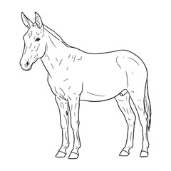 Distinctive Mule Line Art – Mule Vector Fine Drawing with Hybrid Equine Features – Mule Drawing – Vector of Mule – Mule Outline

