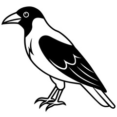 Obraz premium crow on a white background