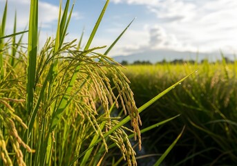 rice field