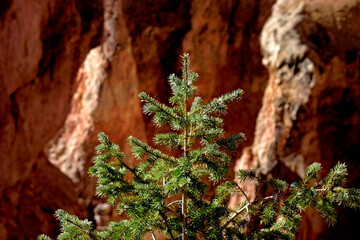 Pine Tree at Inspiration Point, Bryce Canyon Utah USA
