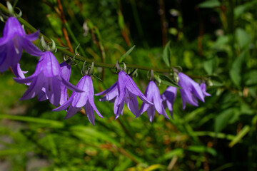 Bright purple bellflower buds macro shot