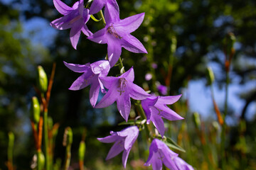 Bright purple bellflower buds macro shot