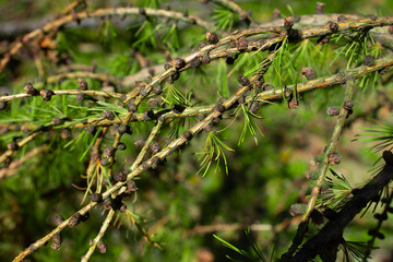 Siberian larch branch macro photograph