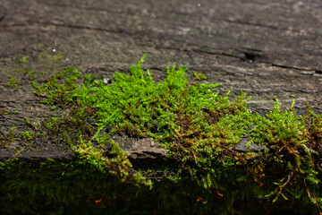 A piece of bright green Pleurozium schreberi moss on dark tree bark, horizontal macro shot in a summer forest