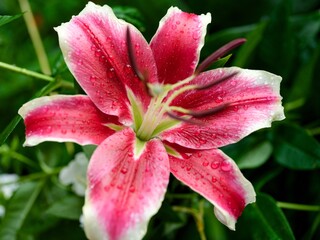 Close-up of red lily with water drops flowering in the garden after rain