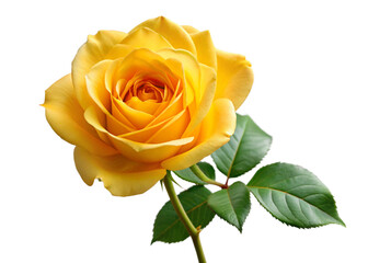 Fototapeta premium Yellow rose isolated on transparent or white background, png, mockup