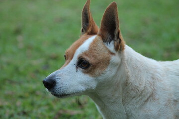 Naklejka premium shellbell the cross breed jack russell