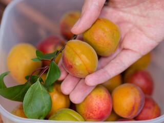 A person holding two fresh ripe apricots over a bucket of apricots