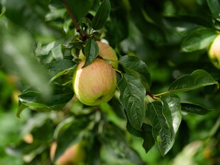 Apple tree branch with apple fruits on it with water drops after rain. Close-up