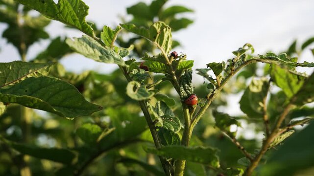Colorado potato beetle larvae and adults voraciously consuming potato foliage during bright sunlight, demonstrating agricultural pest impact on crop health and plant growth
