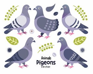 pigeons