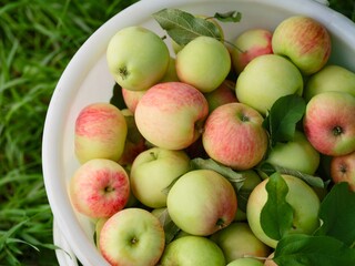 White bucket full of freshly harvested organic apples on green grass outdoors. Close-up