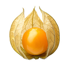Single Physalis Fruit Cape Gooseberry With Husk golden