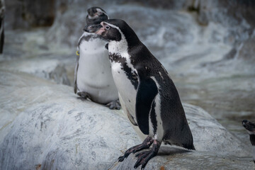 Penguins Standing on Rocky Terrain Displaying Alertness